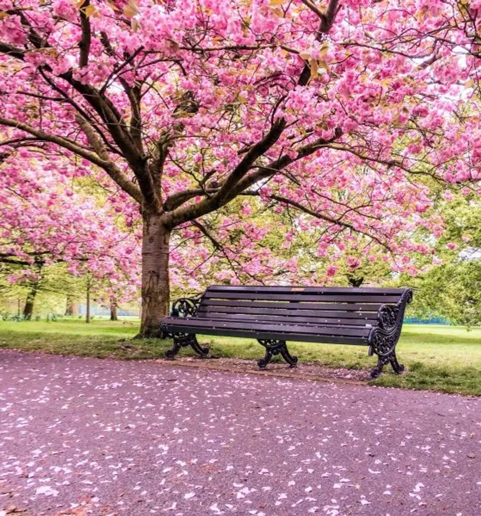 Welcome Spring!  – Anderson Connect