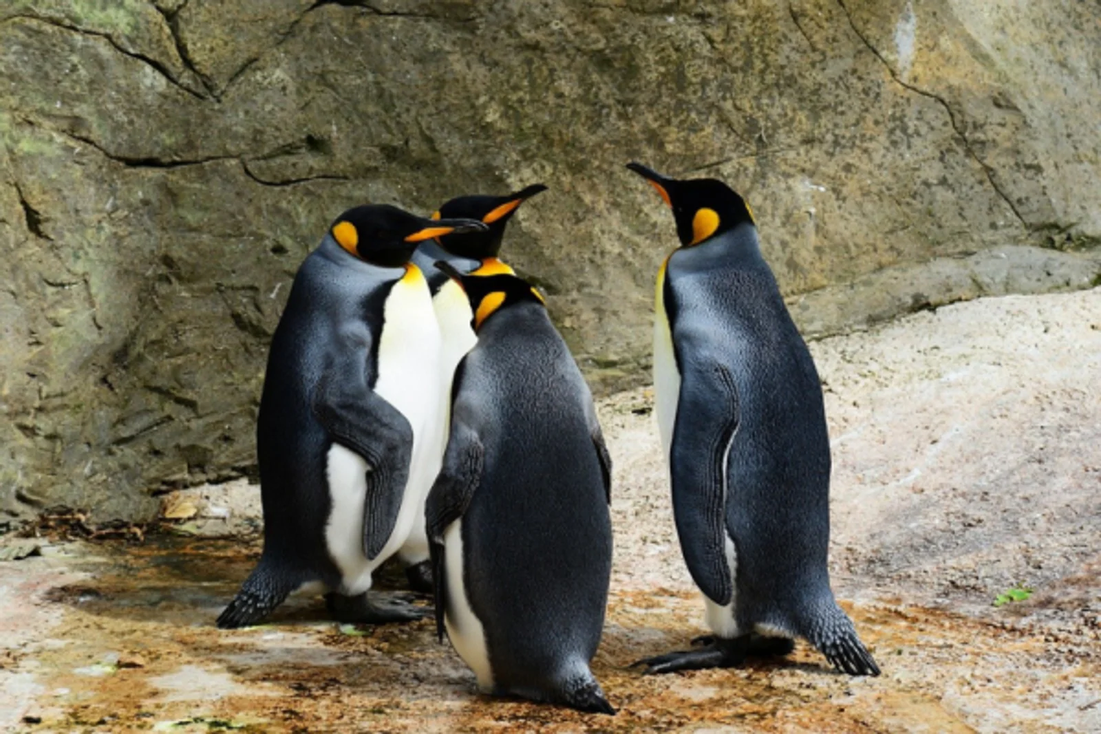 Live Penguins TV & Short Stories: Anderson Bi-Weekly Connect