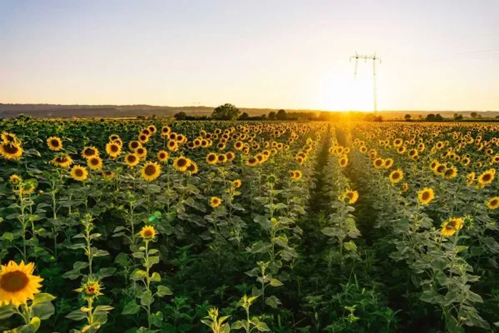 Summer Moments of Gratitude – Anderson Connect