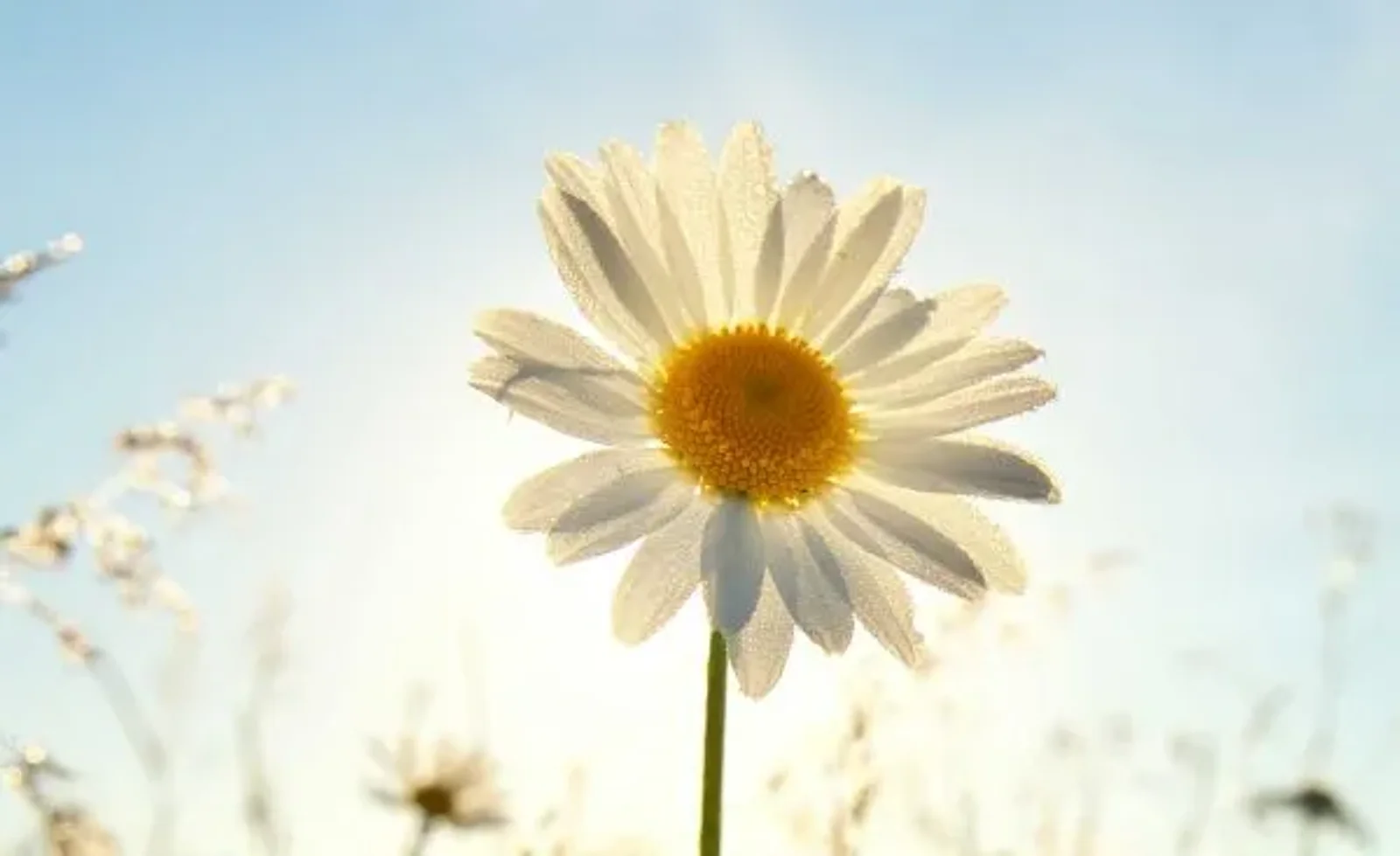 This Spring, Rejuvenate & Reconnect with Joy – Anderson Connect