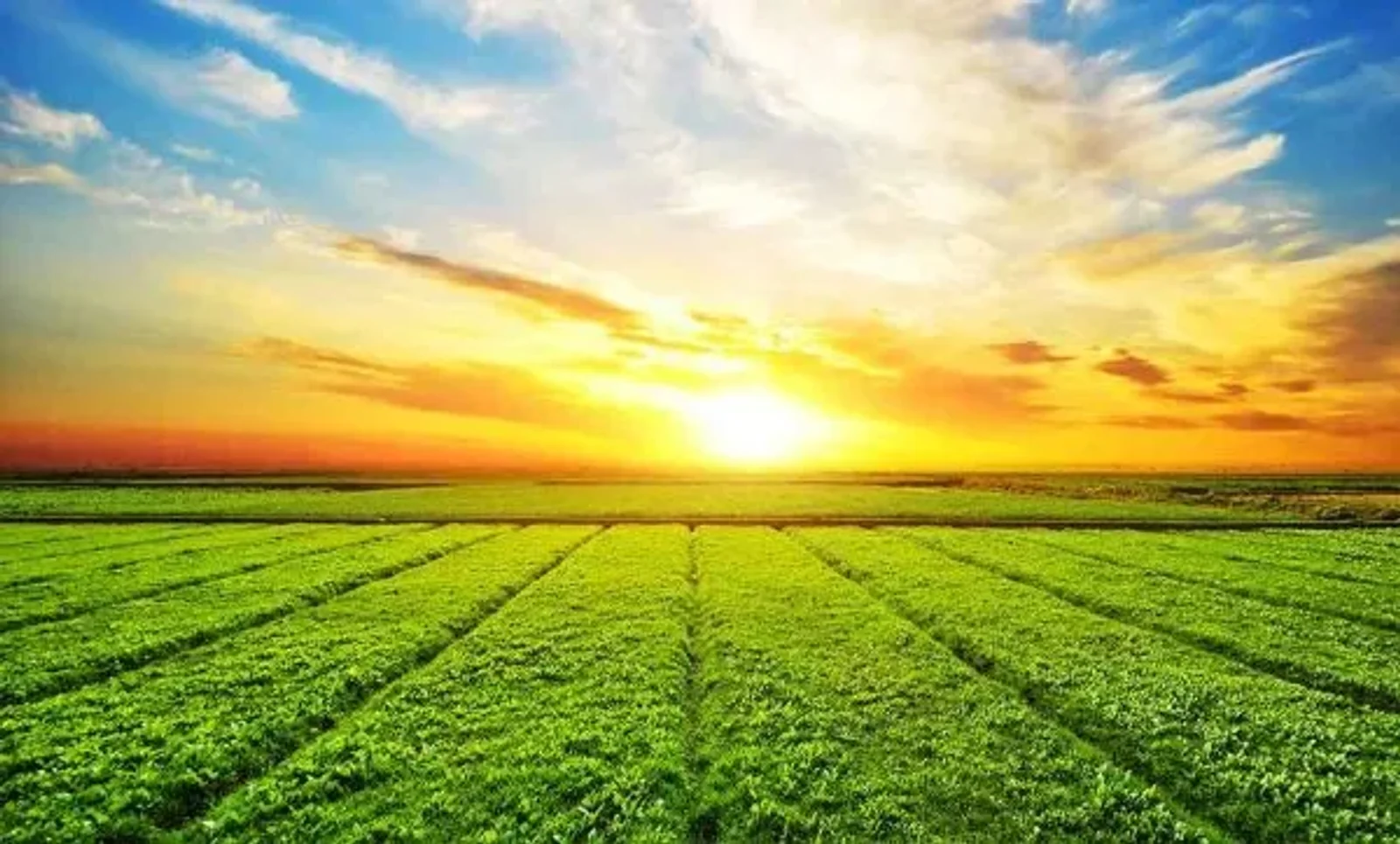 Resources to Support Your Well-Being: Anderson Bi-Weekly Connect