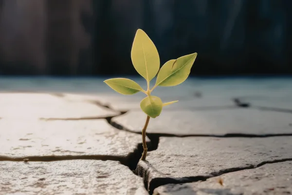 The Power of Perseverance – Anderson Connect